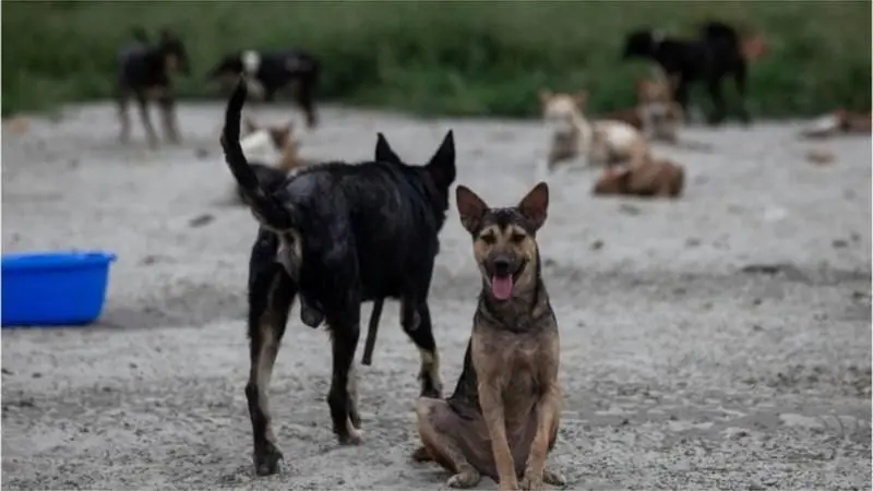 পাবনায় সদ্যজাত কুকুর ছানাদের পুকুরে ফেলে হত্যার ঘটনায় ক্ষোভ